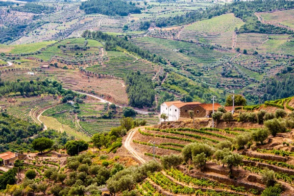 Douro Valley: Port Wine and Terraces
