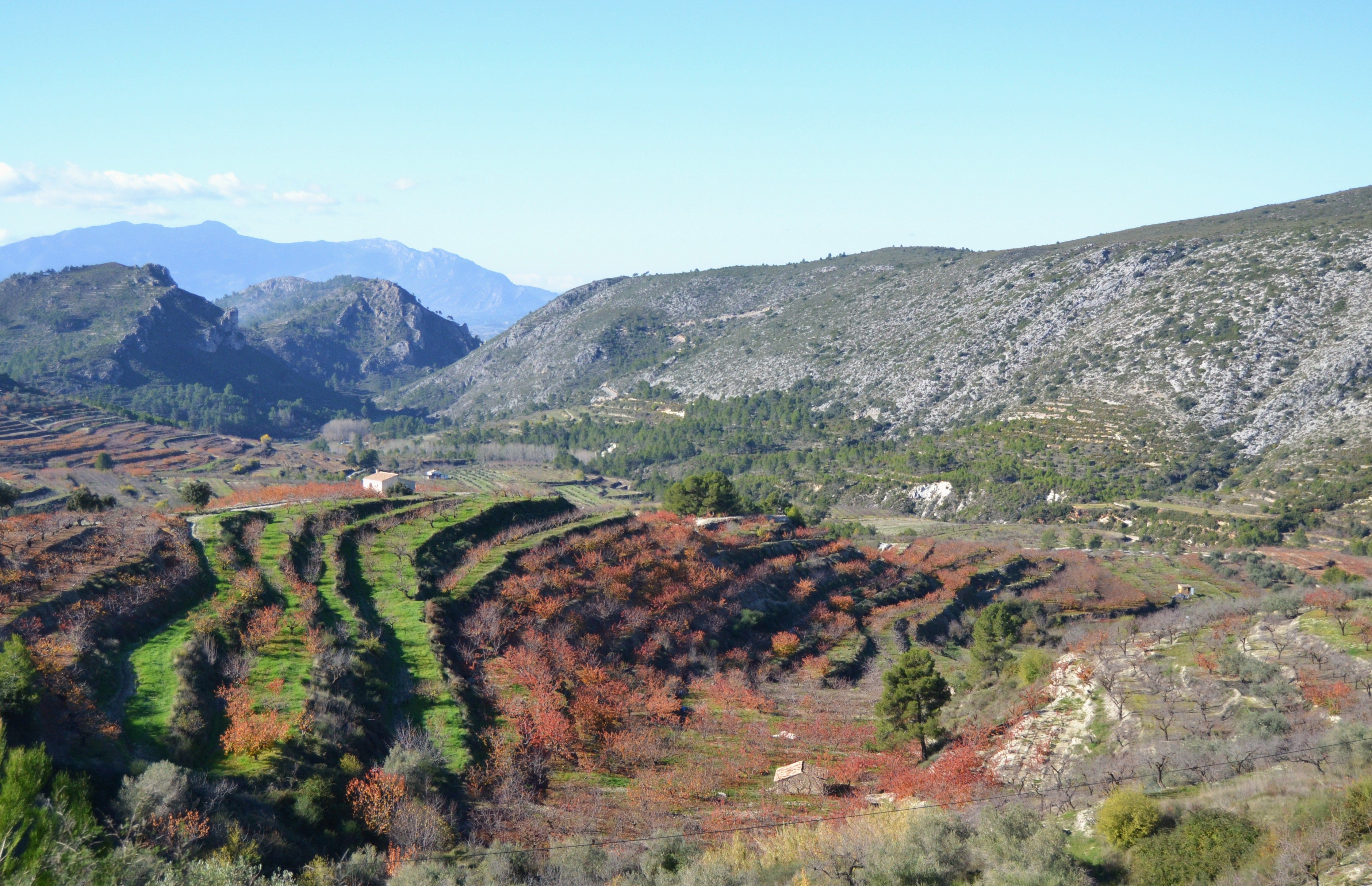 Paisaje de la Vall de Gallinera con bancales de cerezos en flor y montañas al fondo