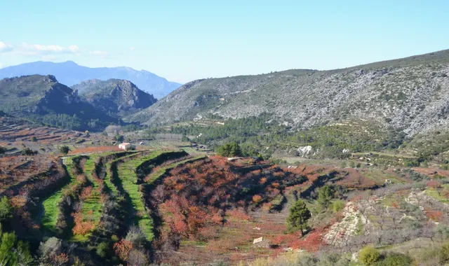Paysage de la Vall de Gallinera avec des terrasses de cerisiers en fleurs et des montagnes en arrière-plan.
