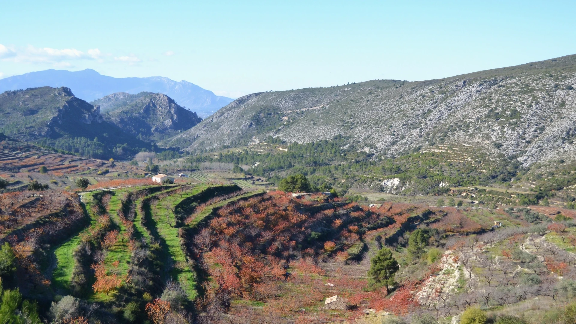 Paisaje de la Vall de Gallinera con bancales de cerezos en flor y montañas al fondo