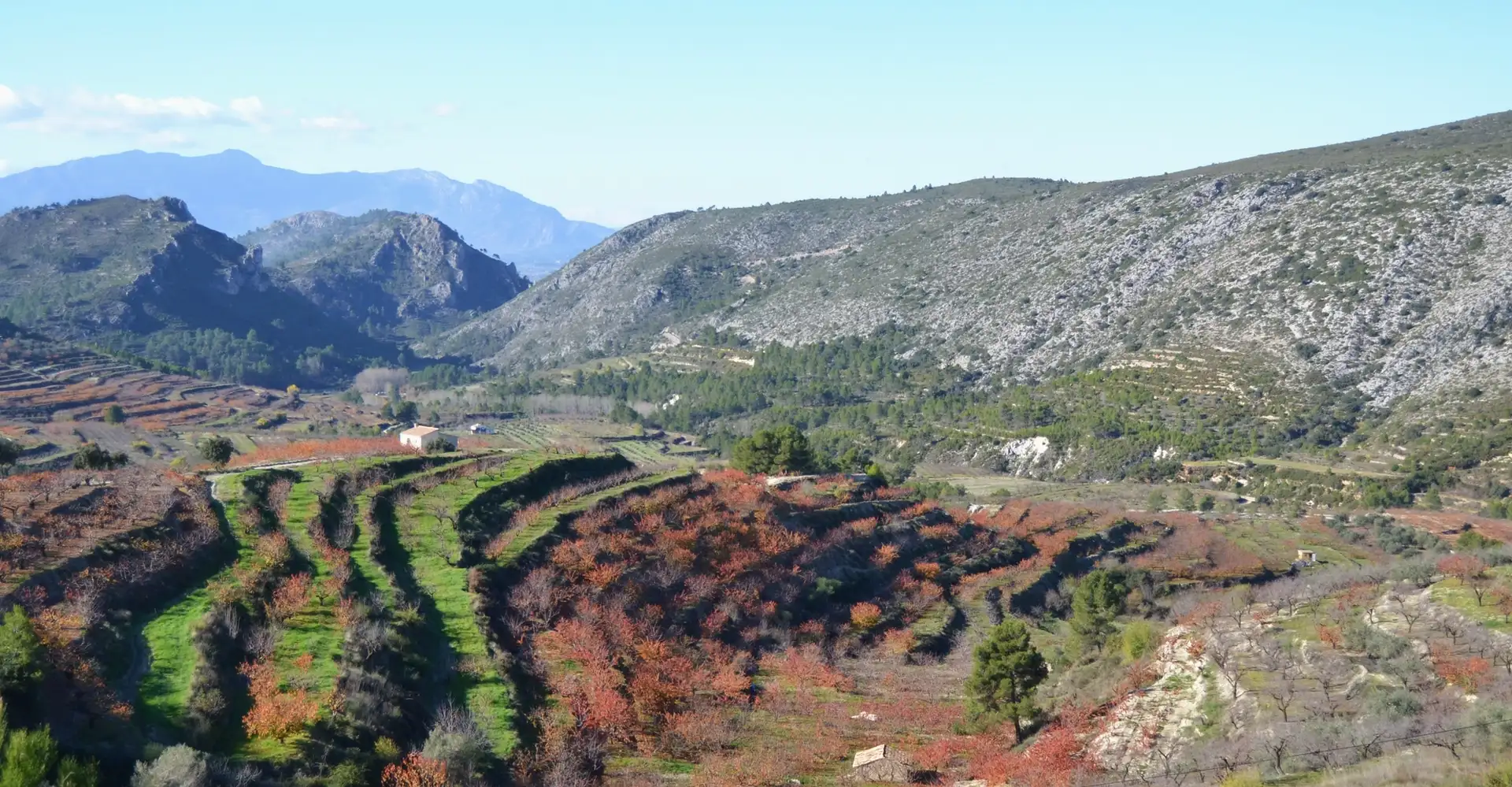 Paisaje de la Vall de Gallinera con bancales de cerezos en flor y montañas al fondo