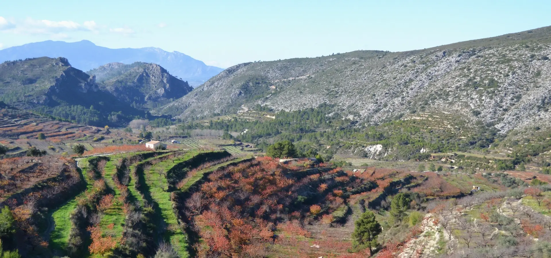Landscape of the Vall de Gallinera with cherry blossom terraces and mountains in the background.