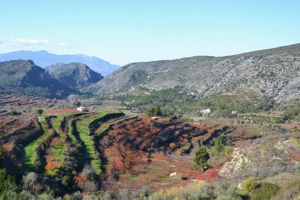 Paisaje de la Vall de Gallinera con bancales de cerezos en flor y montañas al fondo