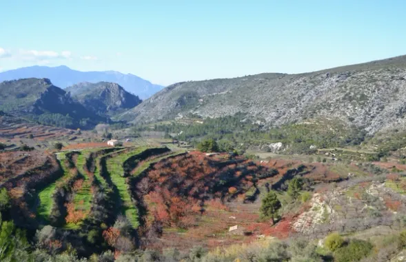 Paysage de la Vall de Gallinera avec des terrasses de cerisiers en fleurs et des montagnes en arrière-plan.