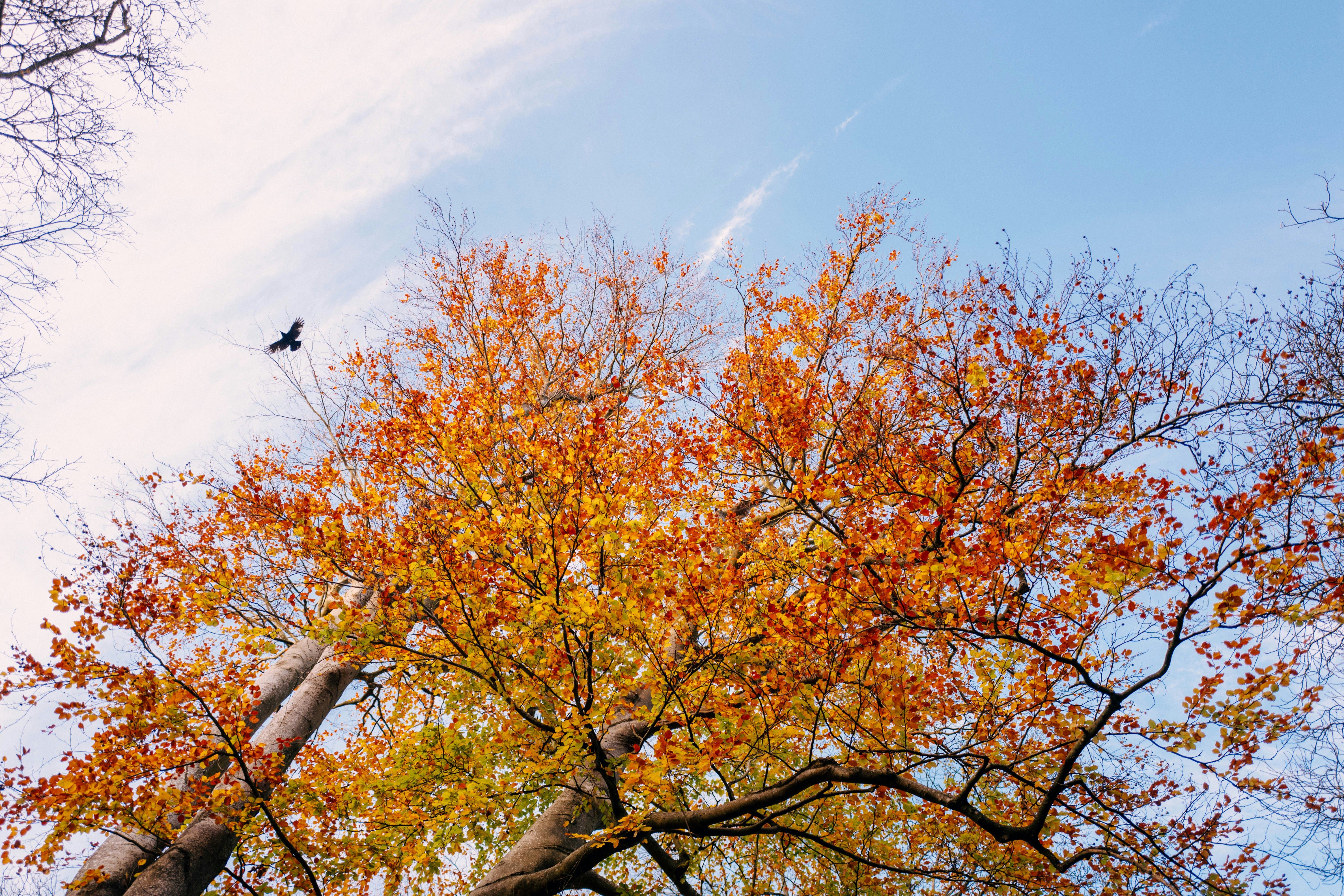 Vista de un árbol con hojas otoñales amarillas y naranjas contra un cielo azul claro.