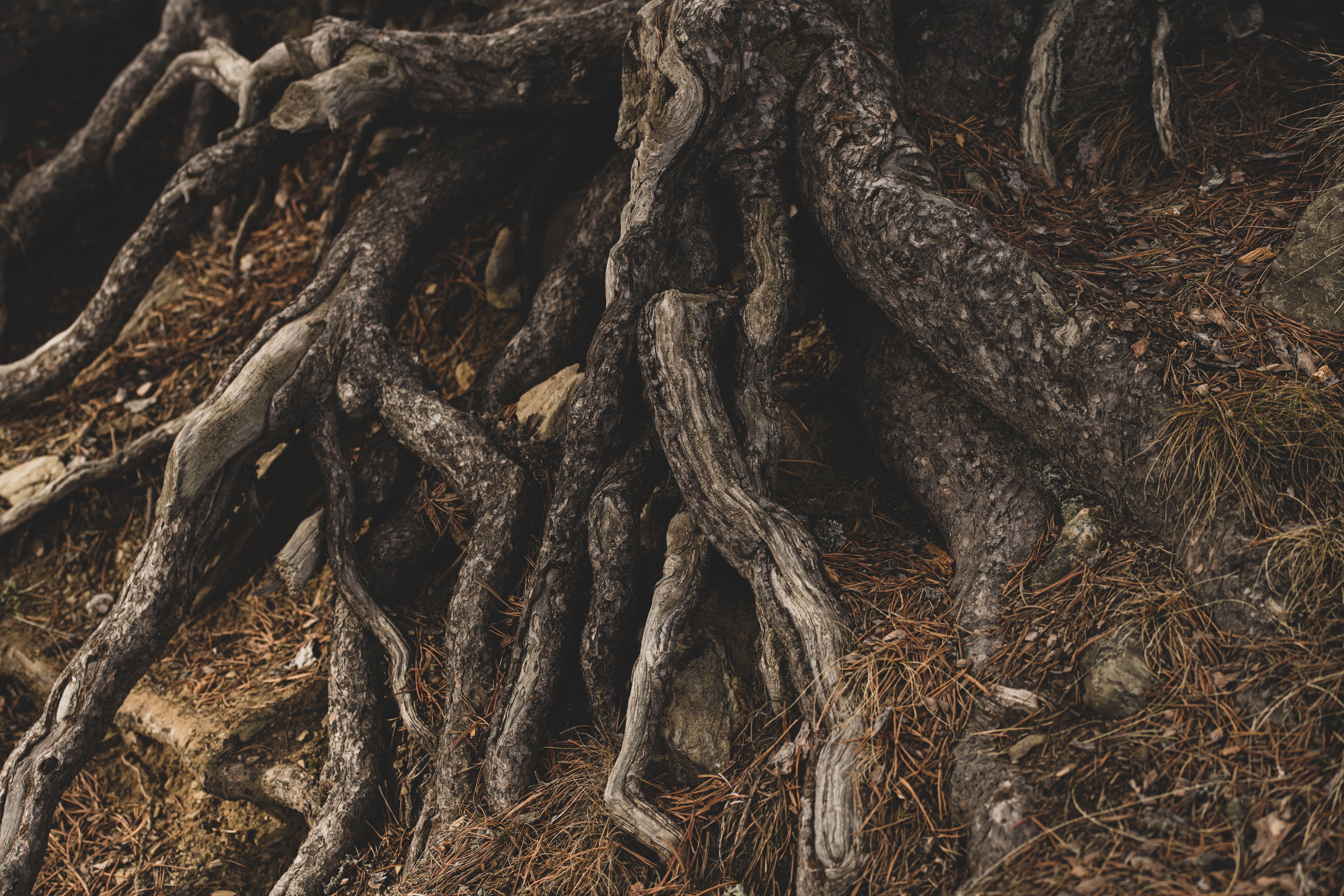 Primer plano de raíces de árbol gruesas y entrelazadas que emergen de la tierra con agujas de pino.