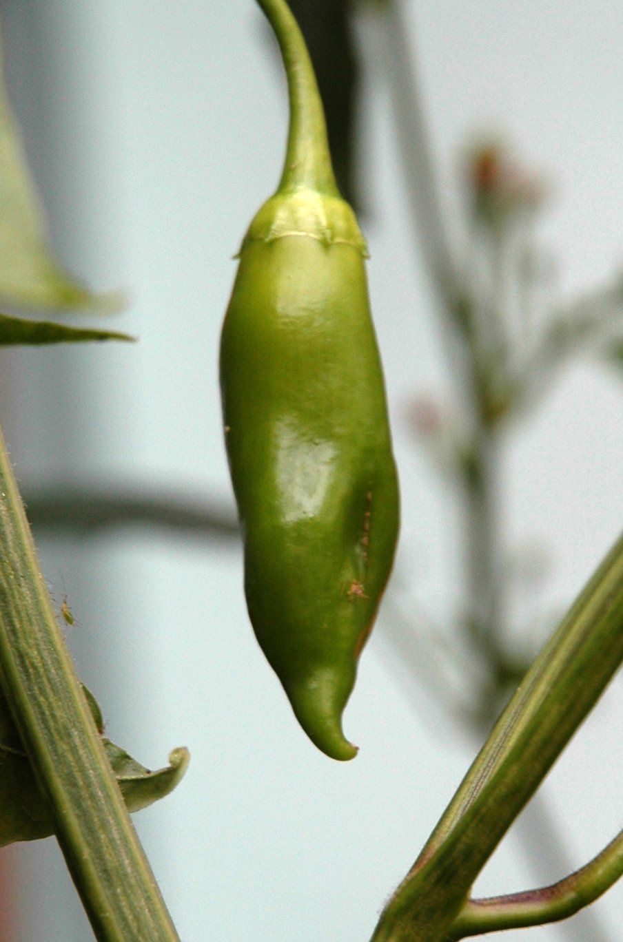 C baccatum aji amarillo unripe fruit