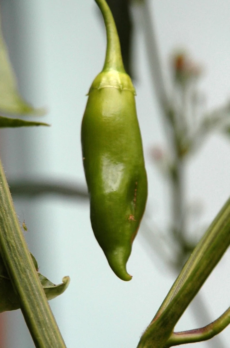 C baccatum aji amarillo unripe fruit