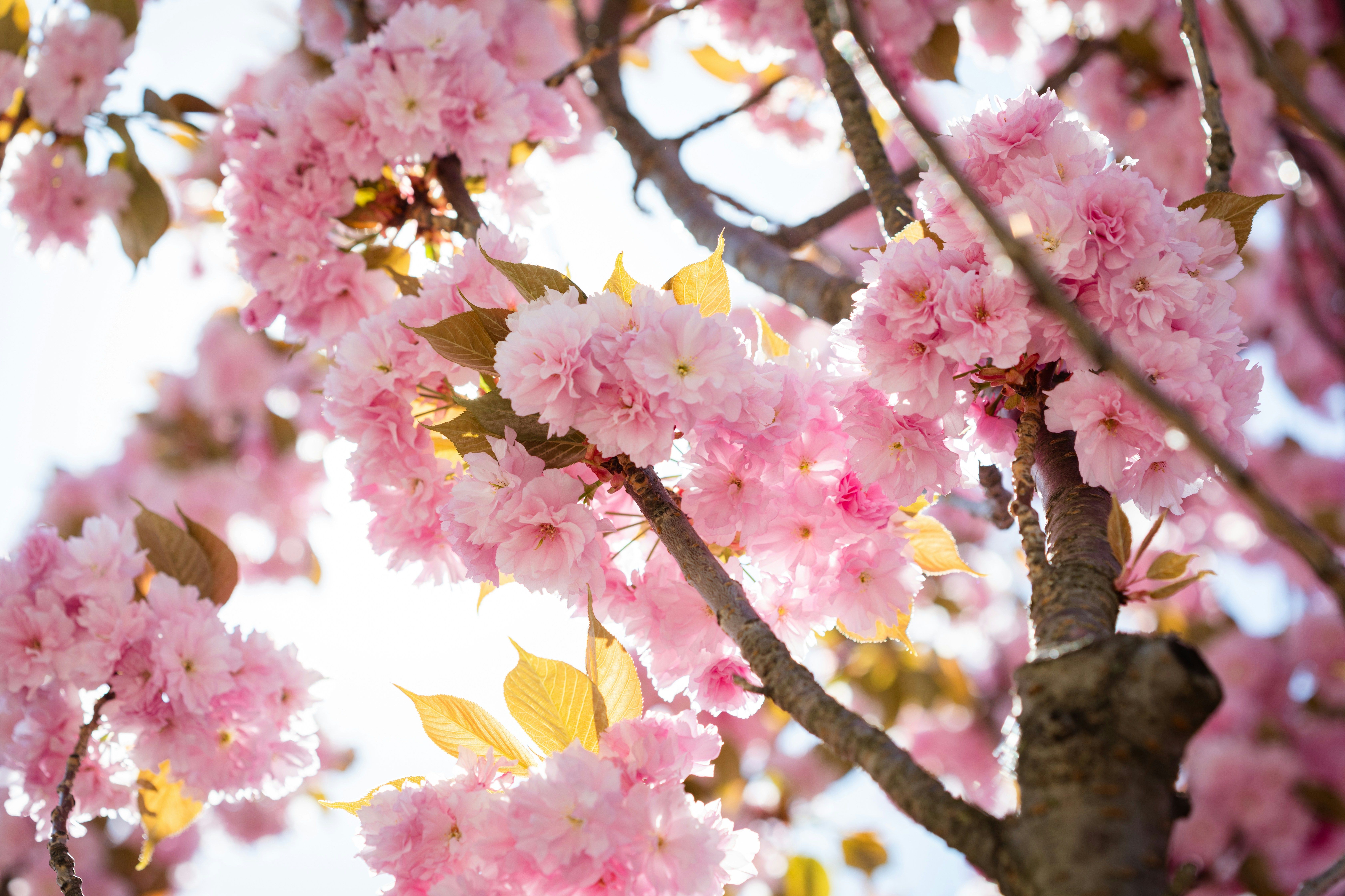 Primer plano de flores de cerezo rosadas en un árbol, con el sol brillando a través de las ramas.