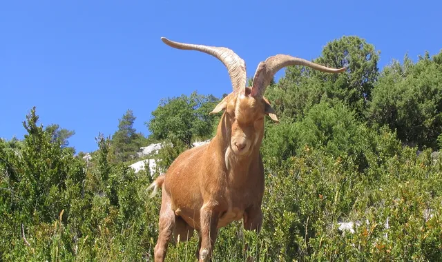 Gorges du Verdon