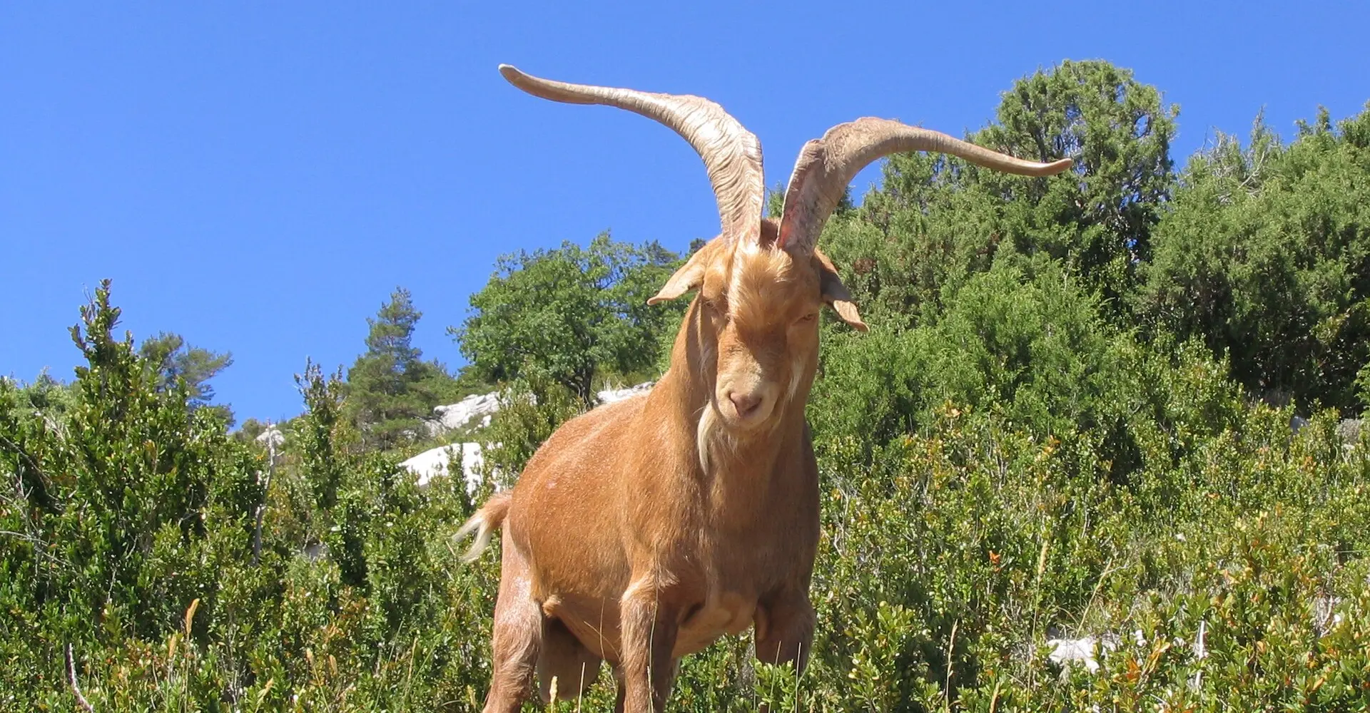 Gorges du Verdon
