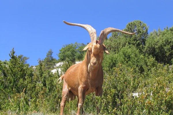 Gorges du Verdon