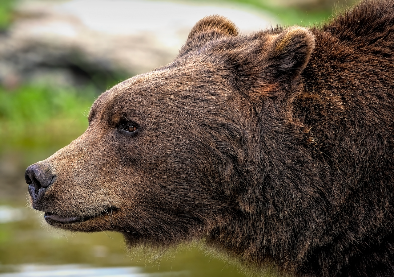 Primer plano de perfil de la cabeza de un oso pardo con pelaje denso y oscuro.