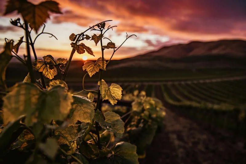 Viñedo al atardecer con el sol poniéndose detrás de las montañas y hojas de parra en primer plano.