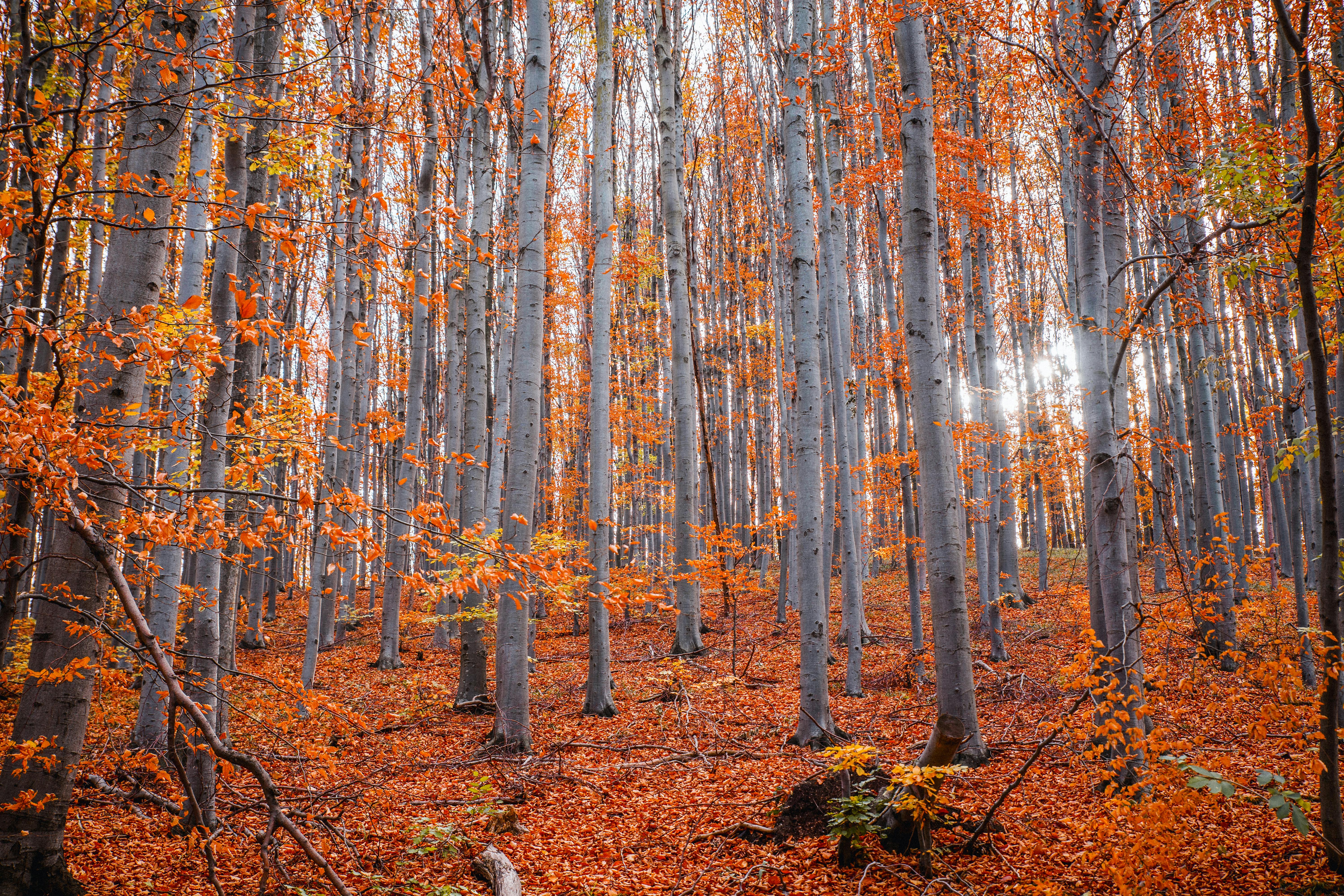 Bosque de hayas con troncos grises y hojas otoñales naranjas cubriendo el suelo y ramas.
