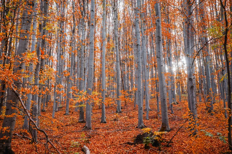 Bosque de hayas con troncos grises y hojas otoñales naranjas cubriendo el suelo y ramas.