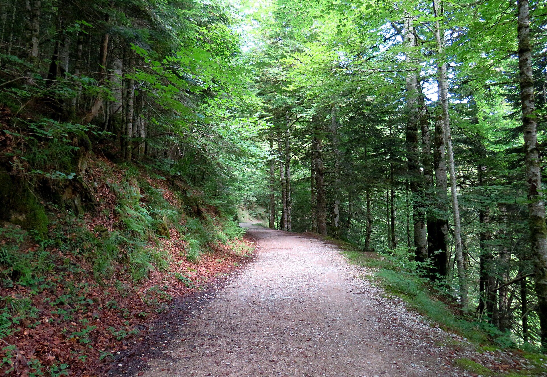 Selva de Irati y los puertos pirenaicos