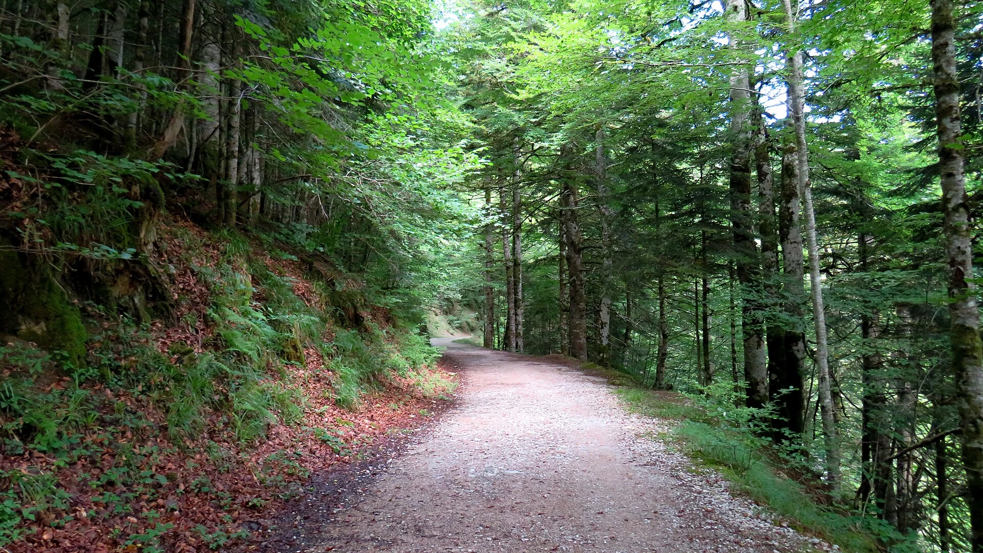 Selva de Irati y los puertos pirenaicos
