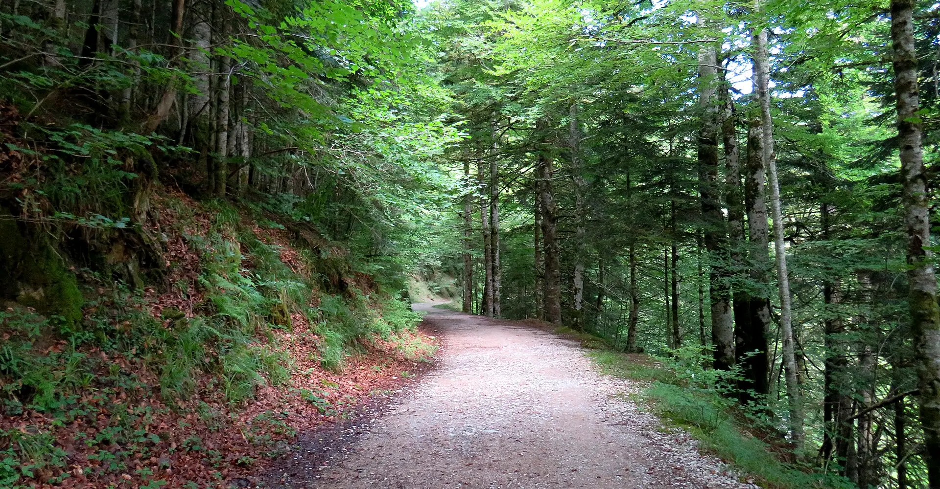 Forêt d'Irati et les cols pyrénéens
