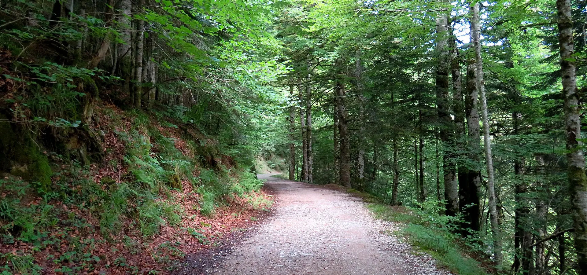 Selva de Irati y los puertos pirenaicos