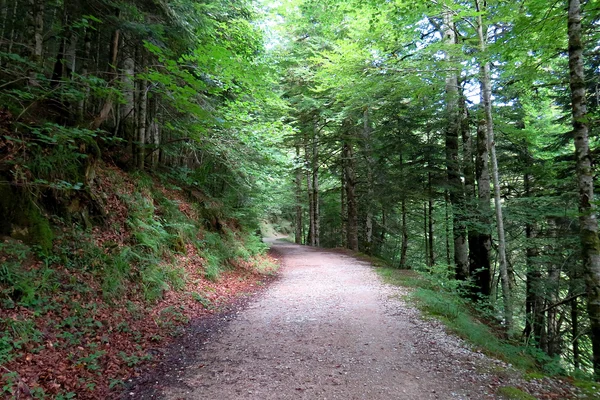 Selva de Irati y los puertos pirenaicos