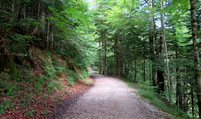 Forêt d'Irati et les cols pyrénéens