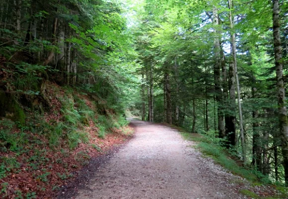 Selva de Irati y los puertos pirenaicos