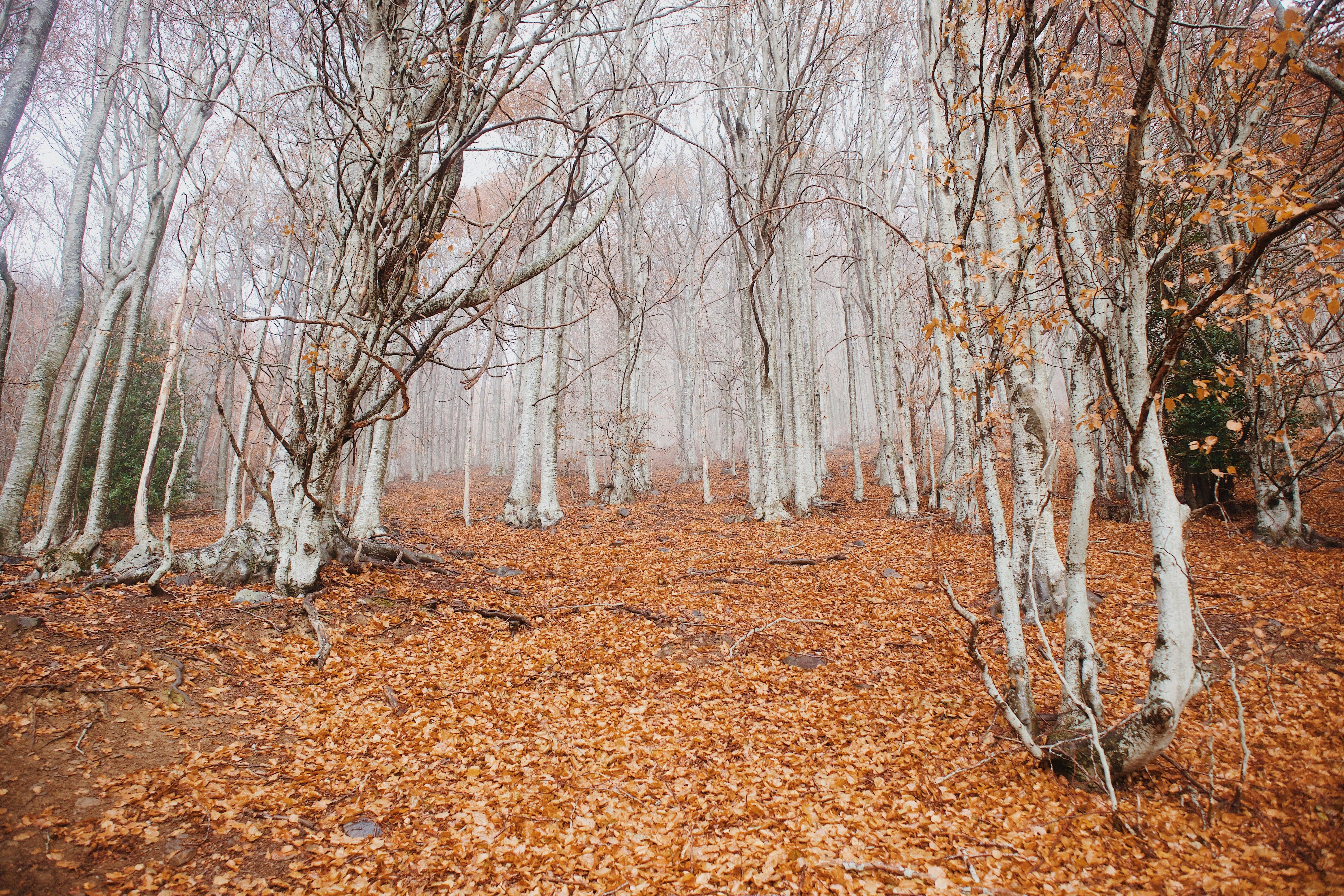 Bosque de árboles de troncos claros y ramas desnudas con el suelo cubierto de hojas secas de otoño.