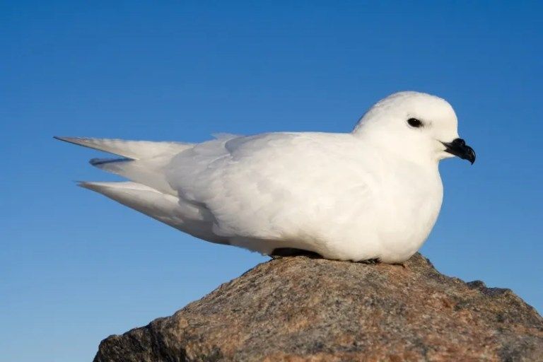 Ptrel_des_neiges_-_Snow_Petrel