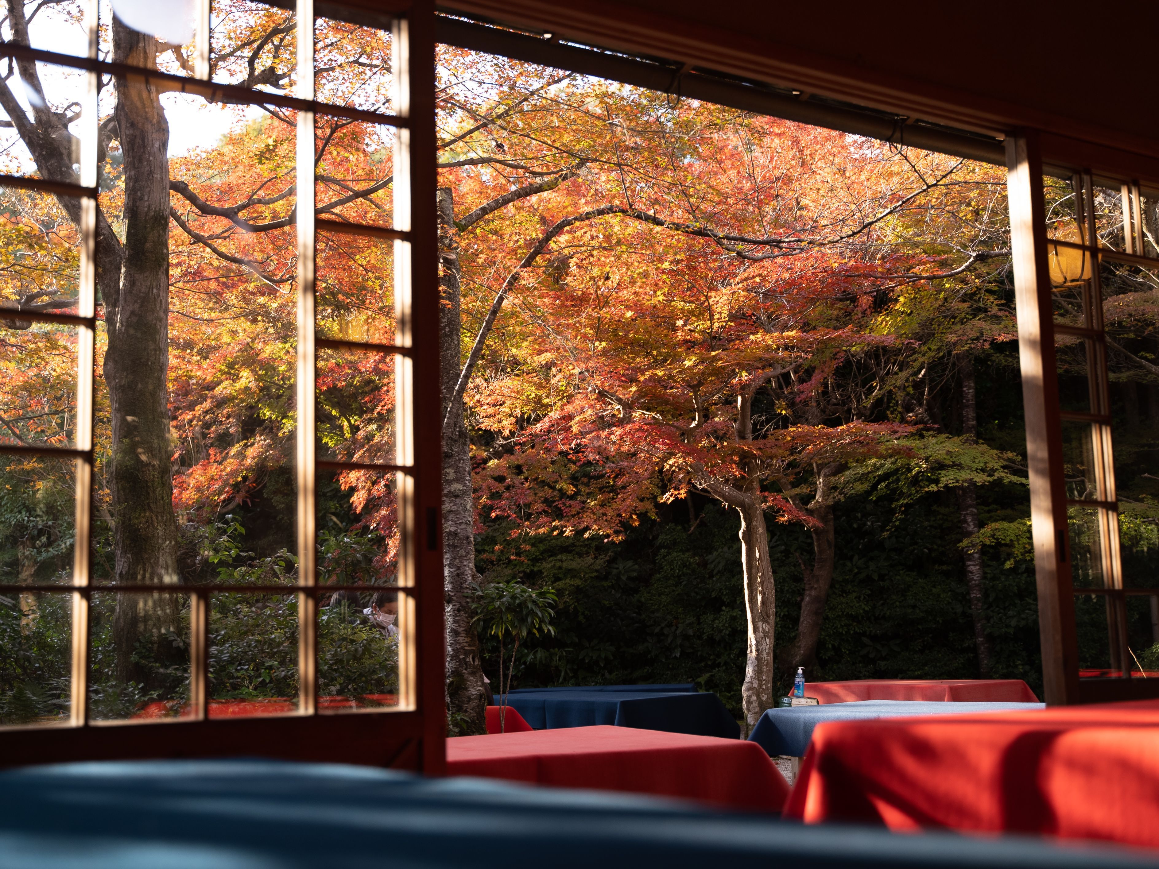 Ventana de madera con vista a árboles de follaje otoñal en tonos rojos y naranjas.