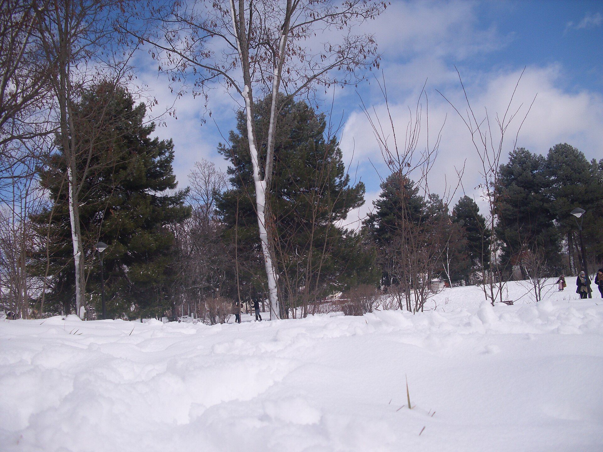 atlas-medio-ifrane-azrou-cedros