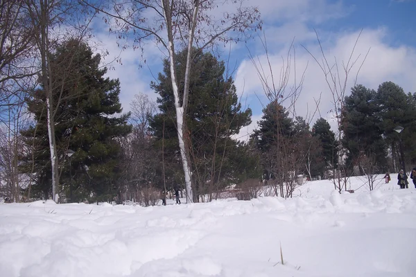 atlas-medio-ifrane-azrou-cedros