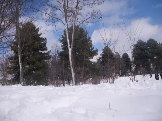 atlas-medio-ifrane-azrou-cedros