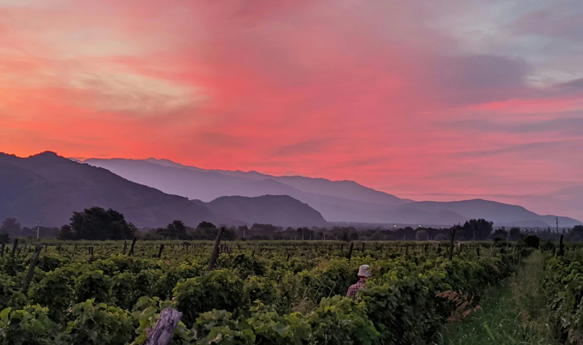 Viñedos verdes bajo un cielo rojizo y anaranjado al atardecer con montañas al fondo.
