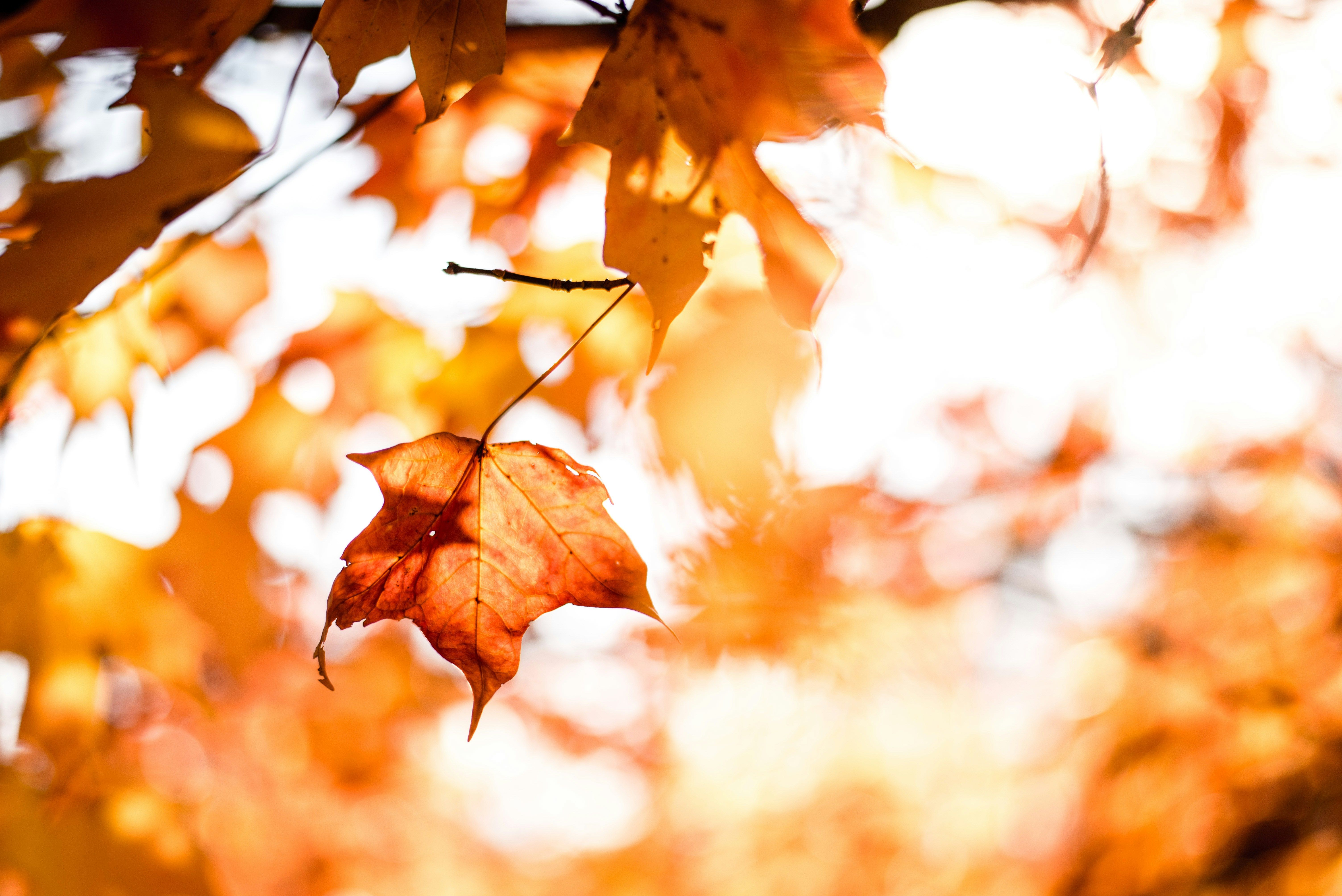 Primer plano de hojas de otoño en tonos naranja y amarillo con el sol brillando al fondo.