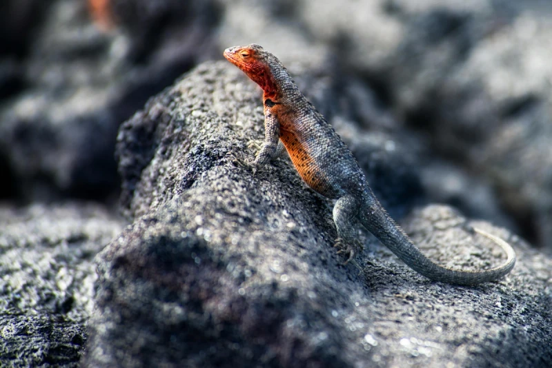 Lagartija de lava en las Galápagos