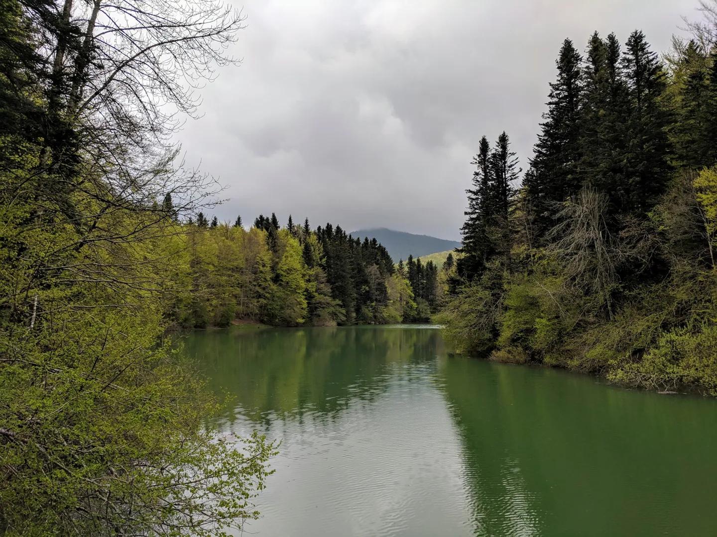 Descubre la Magia de la Selva de Irati