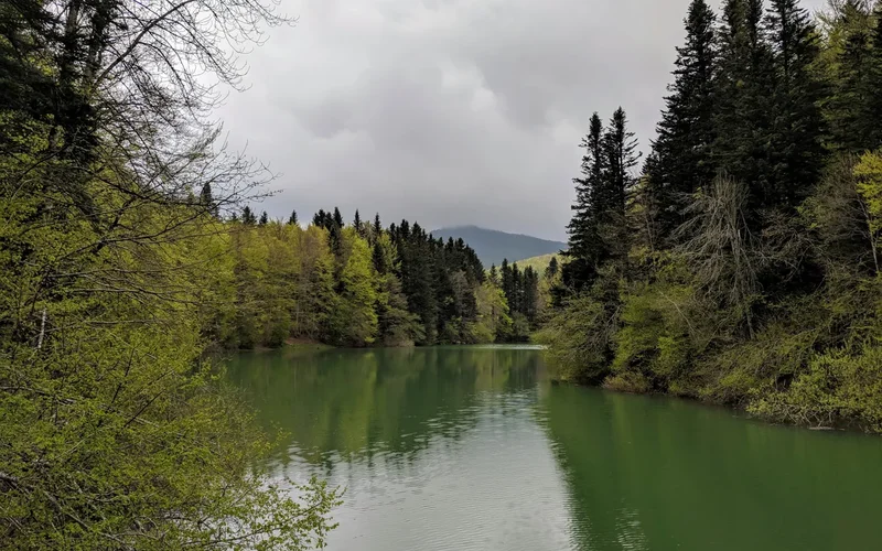 Un río de aguas verdes serpentea entre un bosque de pinos y abedules en la selva de Irati, bajo un cielo nublado y montañas lejanas