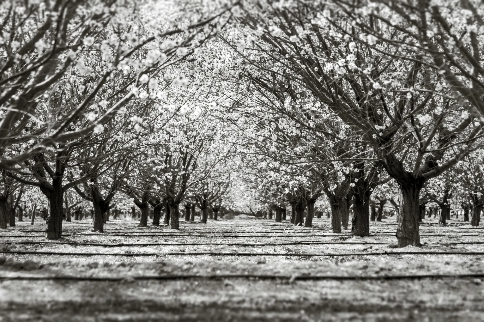 Almendros en flor en España: dónde ver este espectáculo efímero en 2026