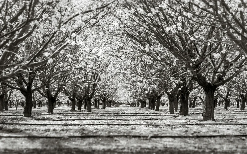 Almendros en flor en España: dónde ver este espectáculo efímero en 2026