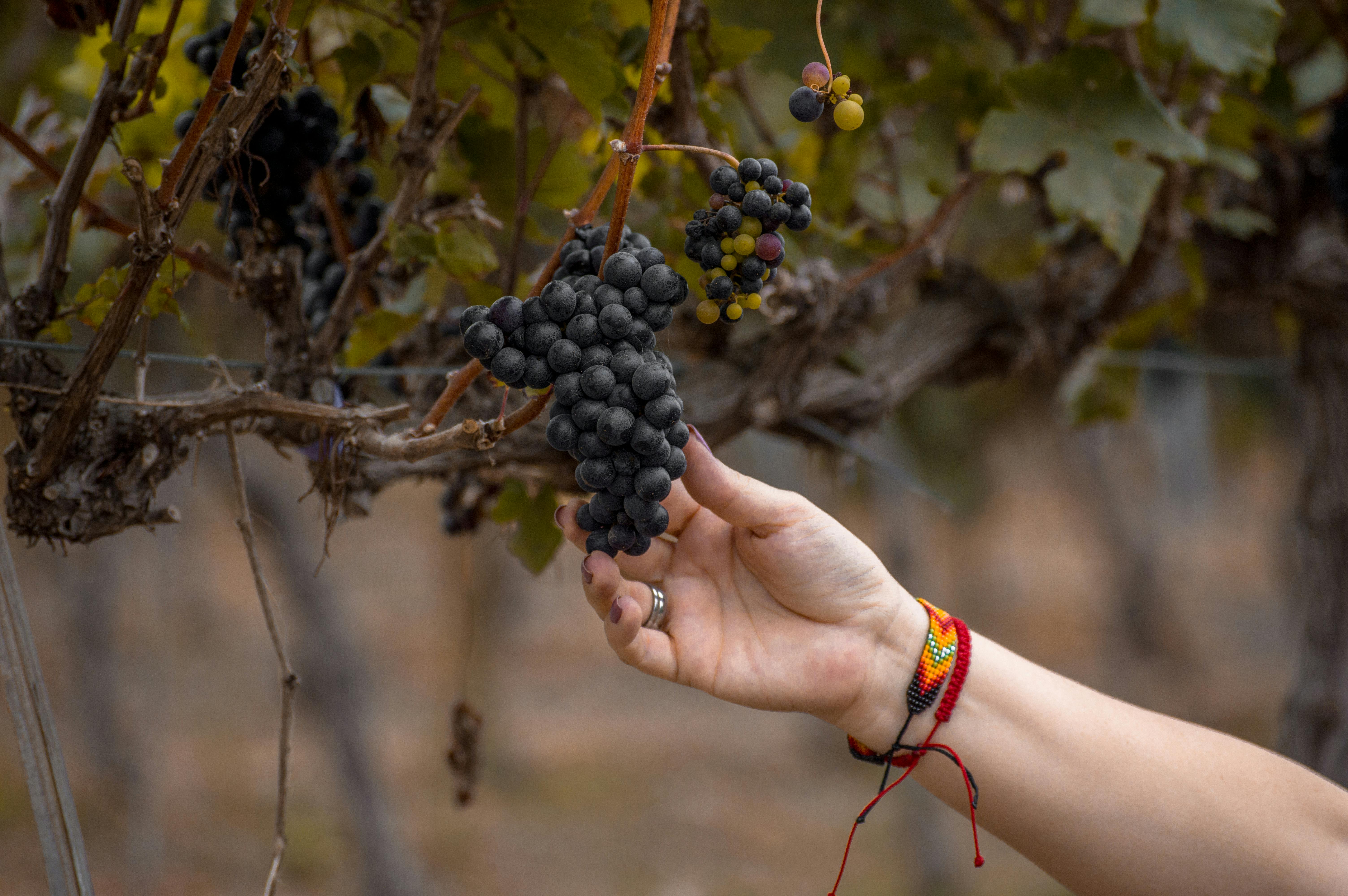 Mano femenina con pulsera colorida sosteniendo un racimo de uvas moradas en una viña.
