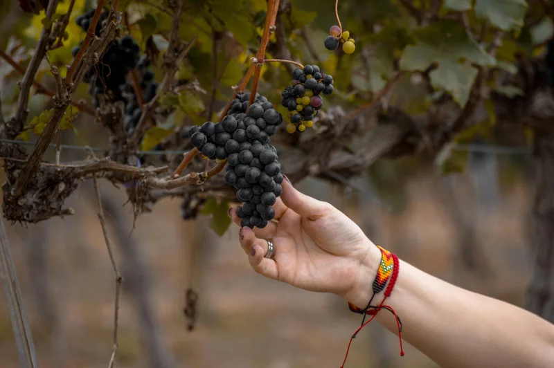 Mano femenina con pulsera colorida sosteniendo un racimo de uvas moradas en una viña.