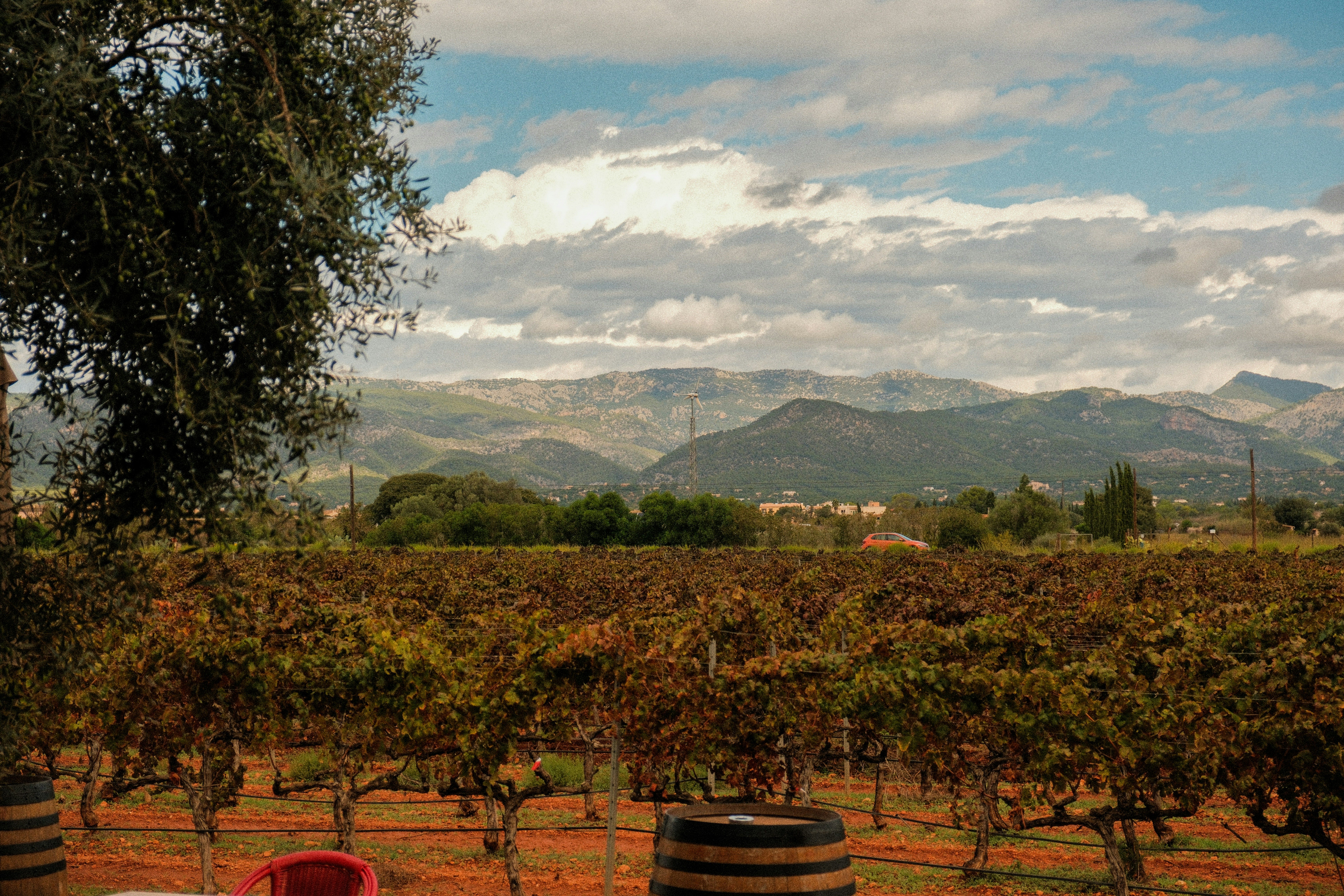 Viñedo con hojas rojizas y verdes, barriles de madera en primer plano, montañas y cielo nublado al fondo.