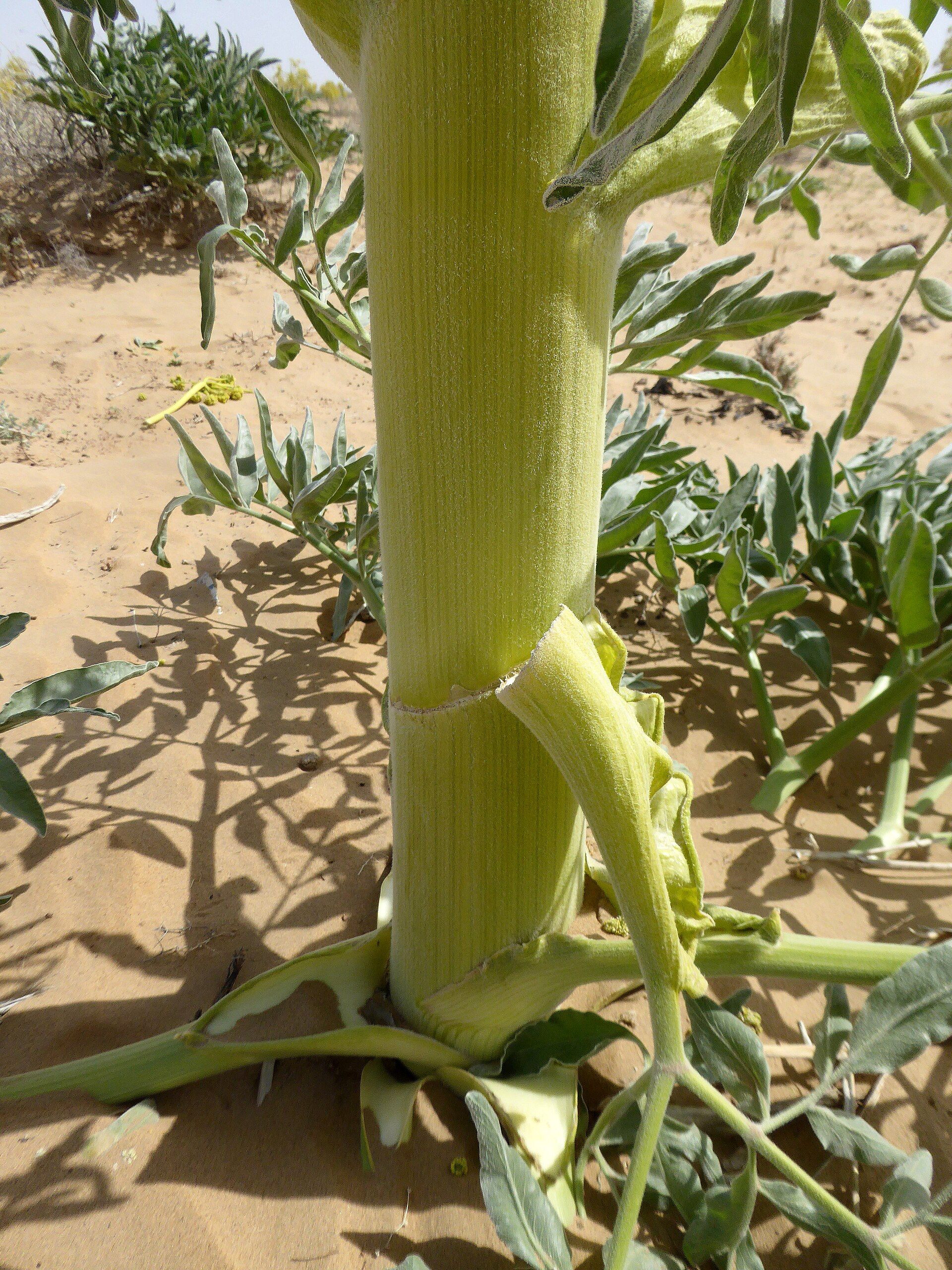 Tallo grueso y verde de una planta con hojas alargadas en un entorno desértico arenoso.