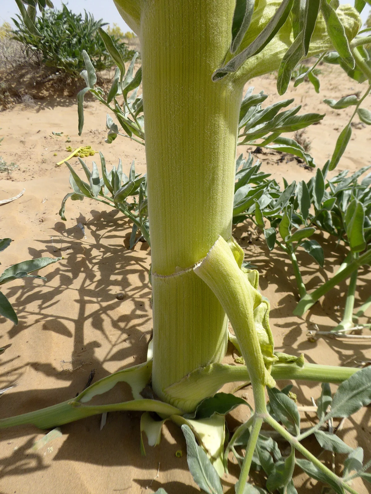 Tallo grueso y verde de una planta con hojas alargadas en un entorno desértico arenoso.
