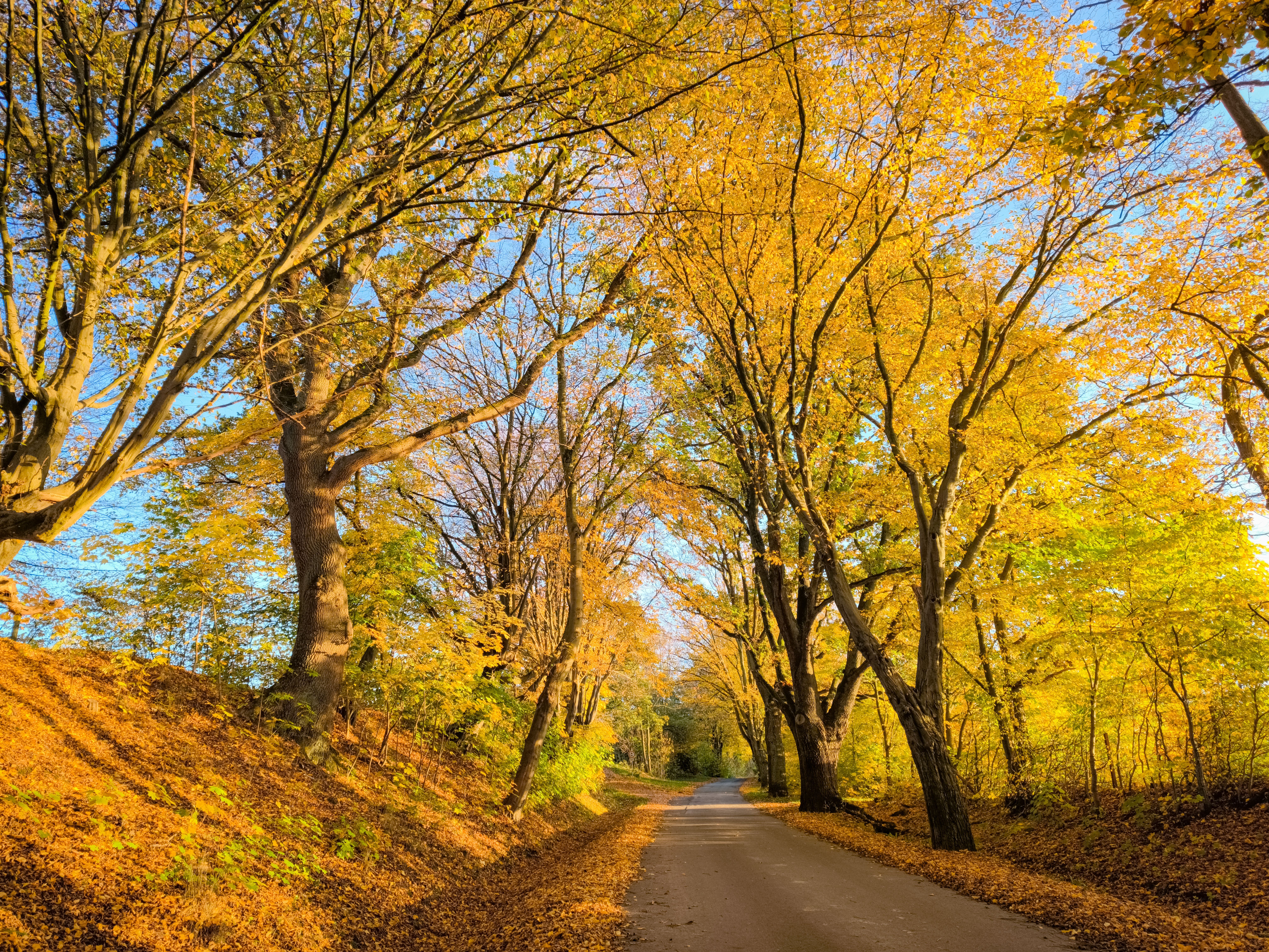 Camino rural flanqueado por árboles altos con follaje otoñal de color amarillo y dorado.