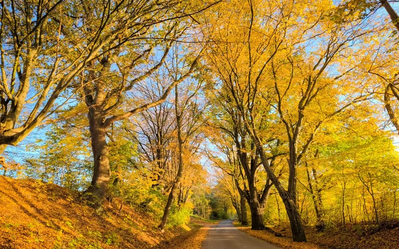 Camino rural flanqueado por árboles altos con follaje otoñal de color amarillo y dorado.