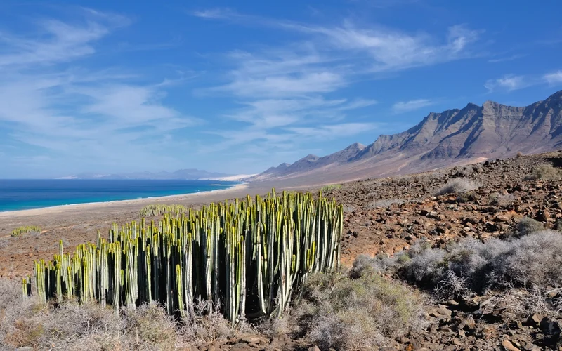 Paisaje árido de Fuerteventura con cardones altos, terreno rocoso, montañas escarpadas y mar turquesa al fondo