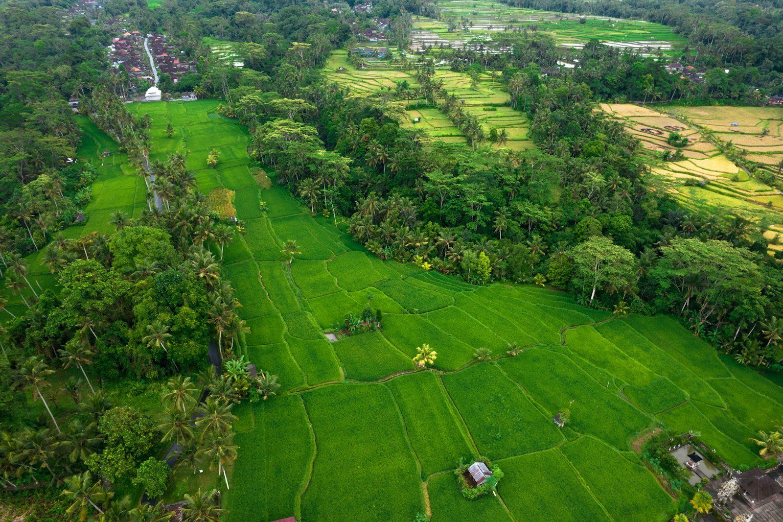 An aerial view of a lush green rice field