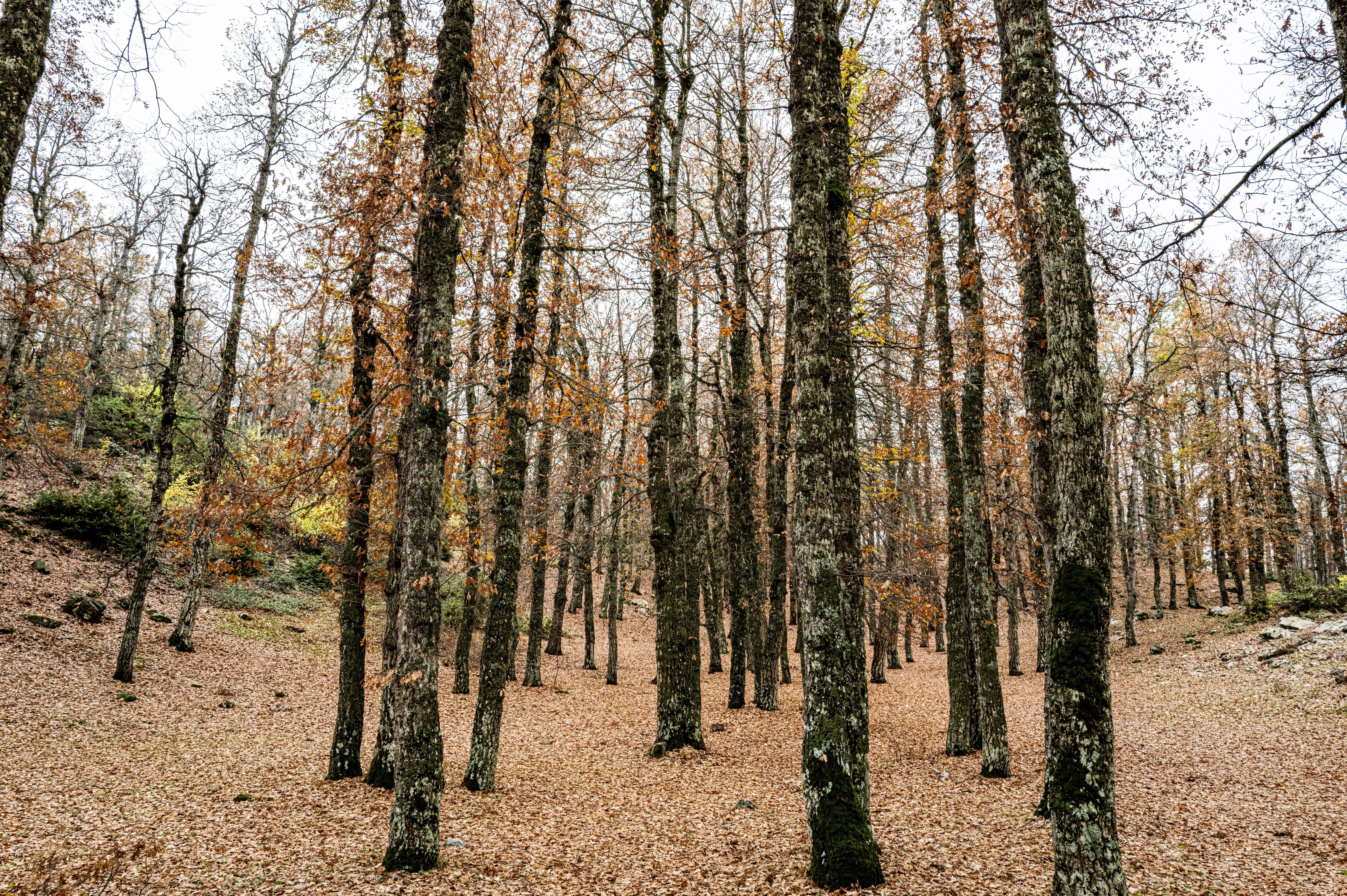 Bosque de árboles altos con troncos cubiertos de musgo y hojas secas cubriendo el suelo en otoño.